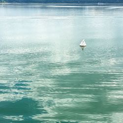 Bird swimming in sea against sky