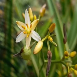 Close-up of flowering plant