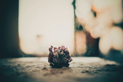 Close-up of plant against blurred background