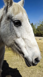 Close-up of a horse on field