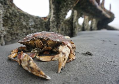 Close-up of crab with shipwreck