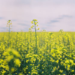 Scenic view of oilseed rape field against sky