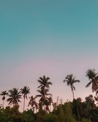 Low angle view of coconut palm trees against clear sky