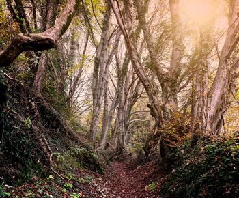 Pine trees in forest