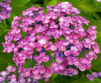 Close-up of pink hydrangea flowers