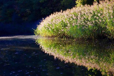 Scenic view of lake