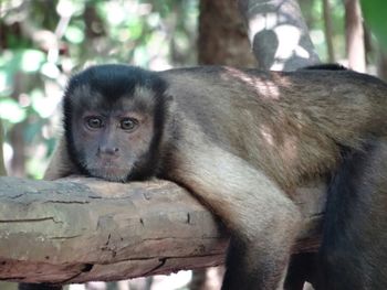 Portrait of monkey sitting in a forest