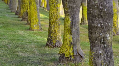 Scenic view of trees growing in forest