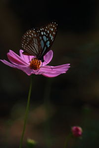 Beautiful blue tiger butterfly or tirumala limniace on cosmos flower and pollinating the flower