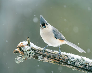 Close-up of bird perching on a tree