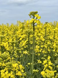 rapeseed