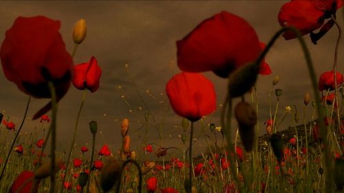 Close-up of red tulips blooming outdoors