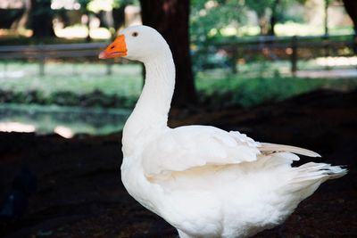 Close-up of swan