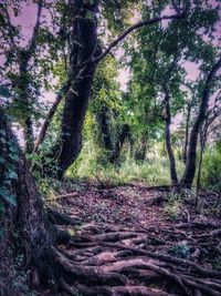 Trees in forest