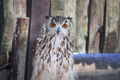 Portrait of an owl against wooden wall