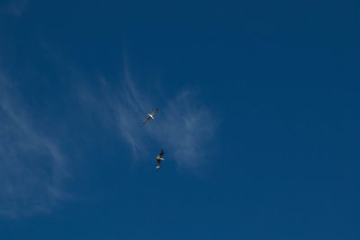 Low angle view of birds flying in sky