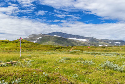 Hiking in helags mountain in the summer in sweden