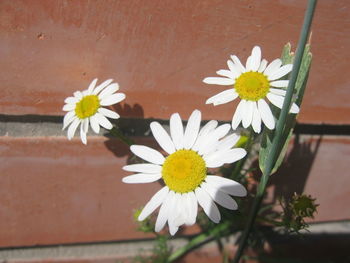Close-up of white daisy flower