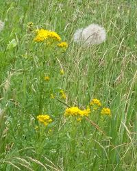 Close-up of yellow flowers blooming in field