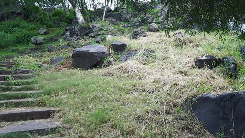 Plants and trees in park