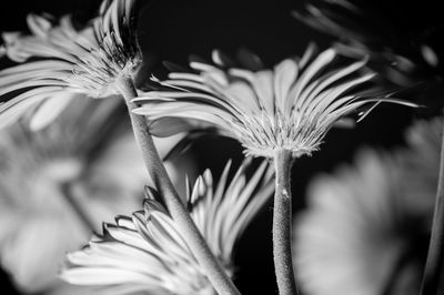 Close-up of flowering plant