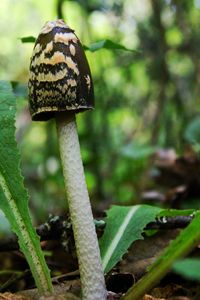 Close-up of mushroom