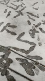 Full frame shot of leaves