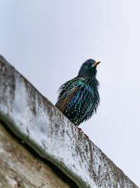 Low angle view of bird perching on wood against sky