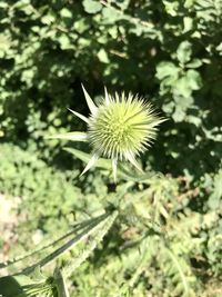 Close-up of dandelion flower