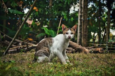 Portrait of cat sitting on grass