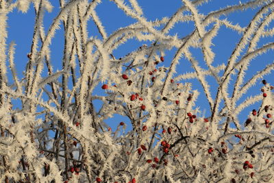 Low angle view of plants against blue sky