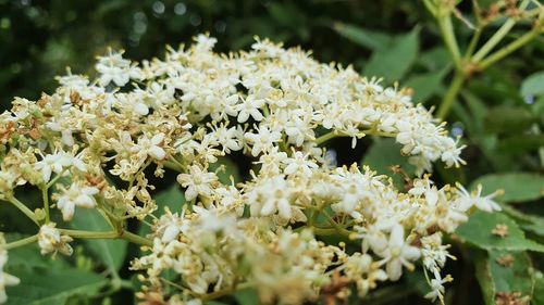 Close-up of white flowering plants