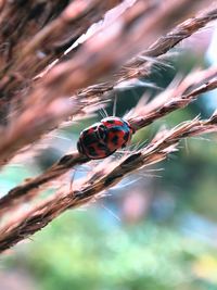 Close-up of ladybug on plant