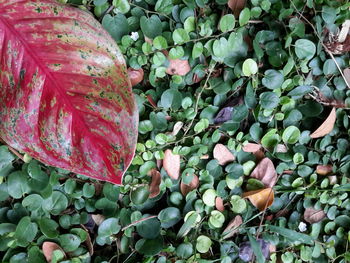 Close-up of tree branch