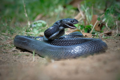 Black boiga snake