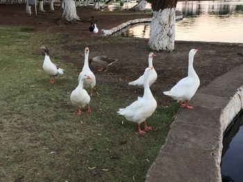 High angle view of birds in lake