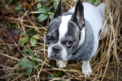 High angle portrait of a dog on field