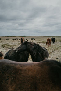 Icelandic horses in the field in iceland