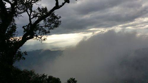 Low angle view of trees against cloudy sky