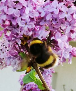Close-up of bee on pink flowers