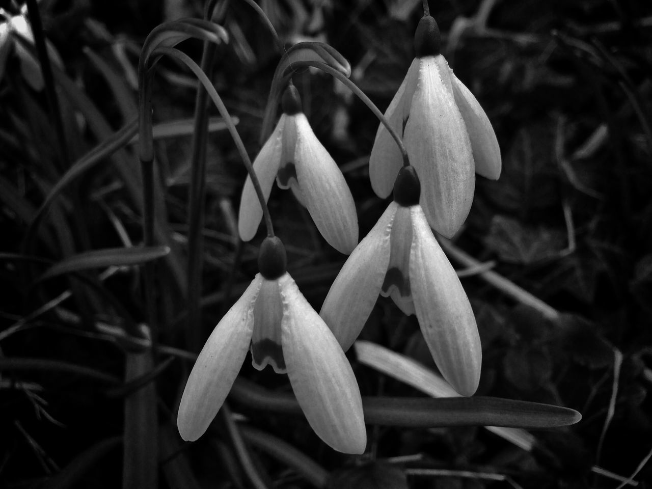 flower, petal, growth, fragility, freshness, close-up, focus on foreground, flower head, plant, beauty in nature, nature, blooming, leaf, single flower, in bloom, bud, selective focus, stem, outdoors, day