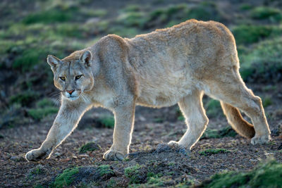 Lioness looking away