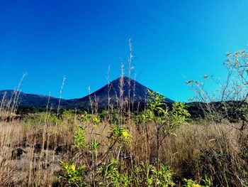 Scenic view of field against clear blue sky