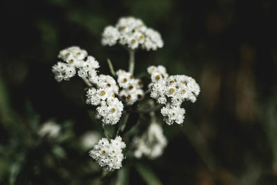 Close-up of white flowering plant