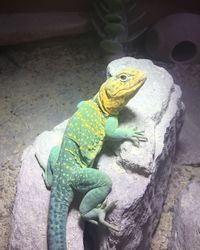 Close-up of lizard on rock at zoo