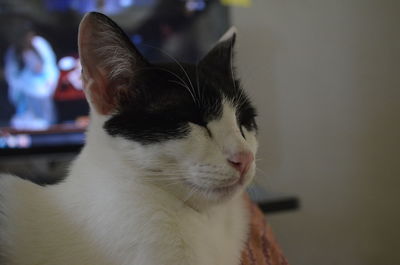 Close-up of a cat looking away