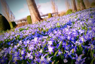 Close-up of purple crocus flowers on field