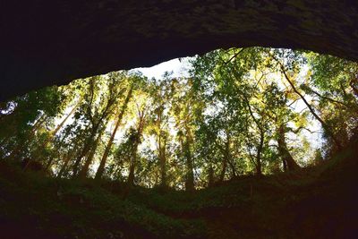 Low angle view of trees in forest