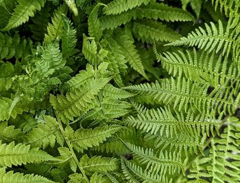 Full frame shot of plants
