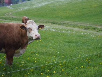 Cows on field